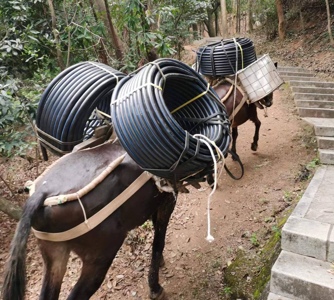 濠江区马帮运输