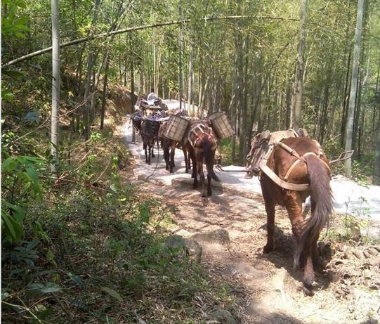 濠江区马帮运输电话