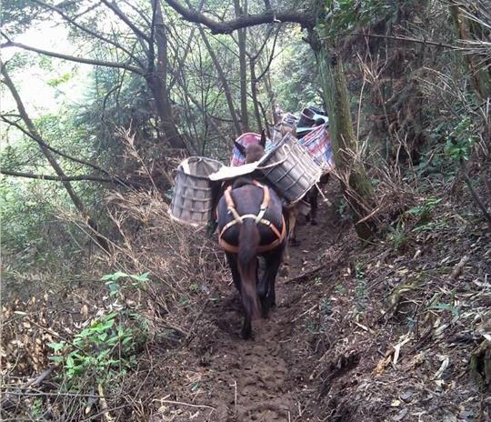 濠江区马帮运输公司