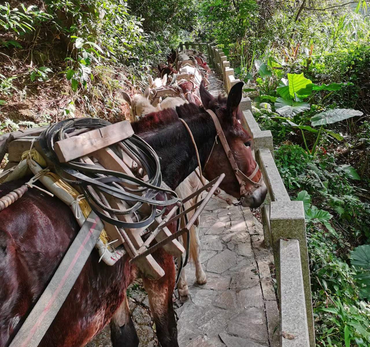 濠江区马队运输