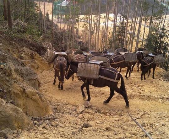 濠江区山区马队运输
