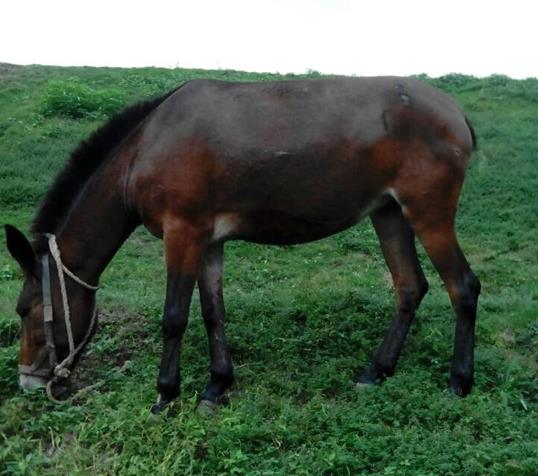 濠江区骡马搬运
