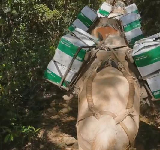 濠江区骡马山路运输