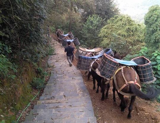 濠江区骡马运输电话