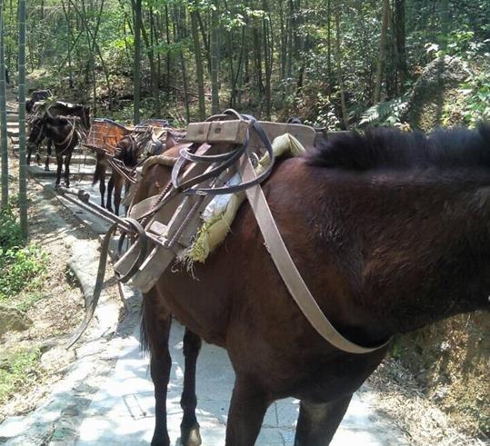 濠江区山路骡马运输