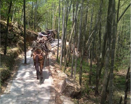 濠江区山区骡马运输
