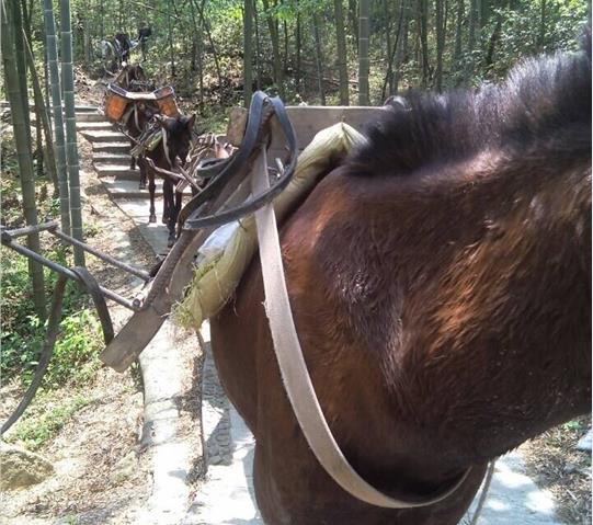 濠江区骡马队运输