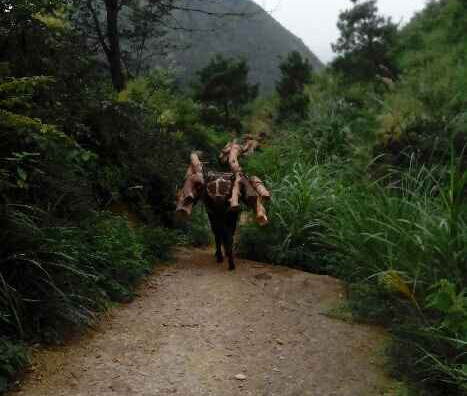 濠江区骡马运输