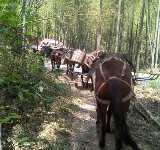 濠江区骡马运输公司
