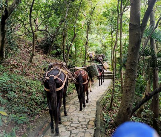 濠江区马队运输电话