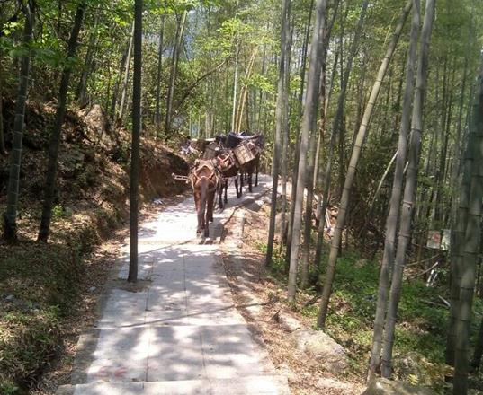 濠江区马队运输公司